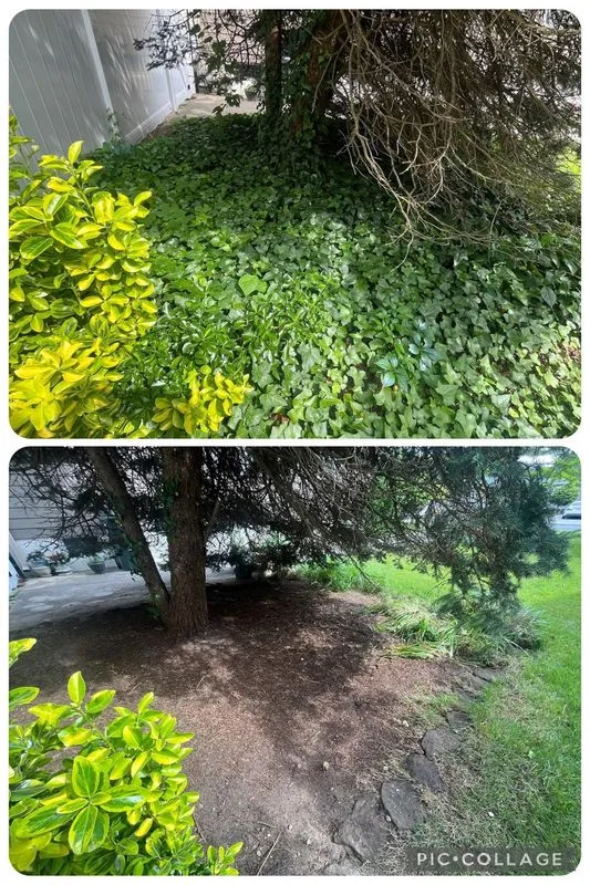 Brush & Debris Removal