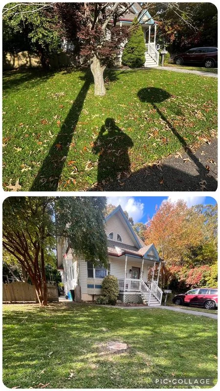 Leaf Removal