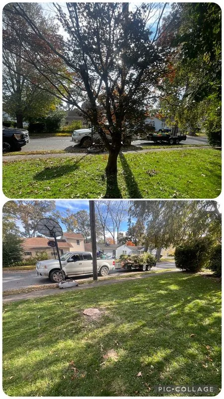 Tree Trimming